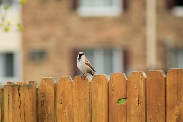 what is the best type of wood for a fence