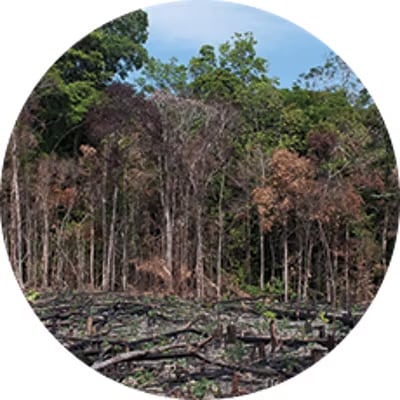 wood image 5 trex vs wood deforestation Small 1